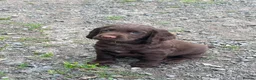 Cocker Spaniel dogs for sale: Elite FTCH Penwills Charlie of Winhocklin Puppies - Advert 4