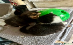 Mixed Breed cats for sale: 4 Beautiful Fluffy Kittens 3males & 1female 😻 - Image 7