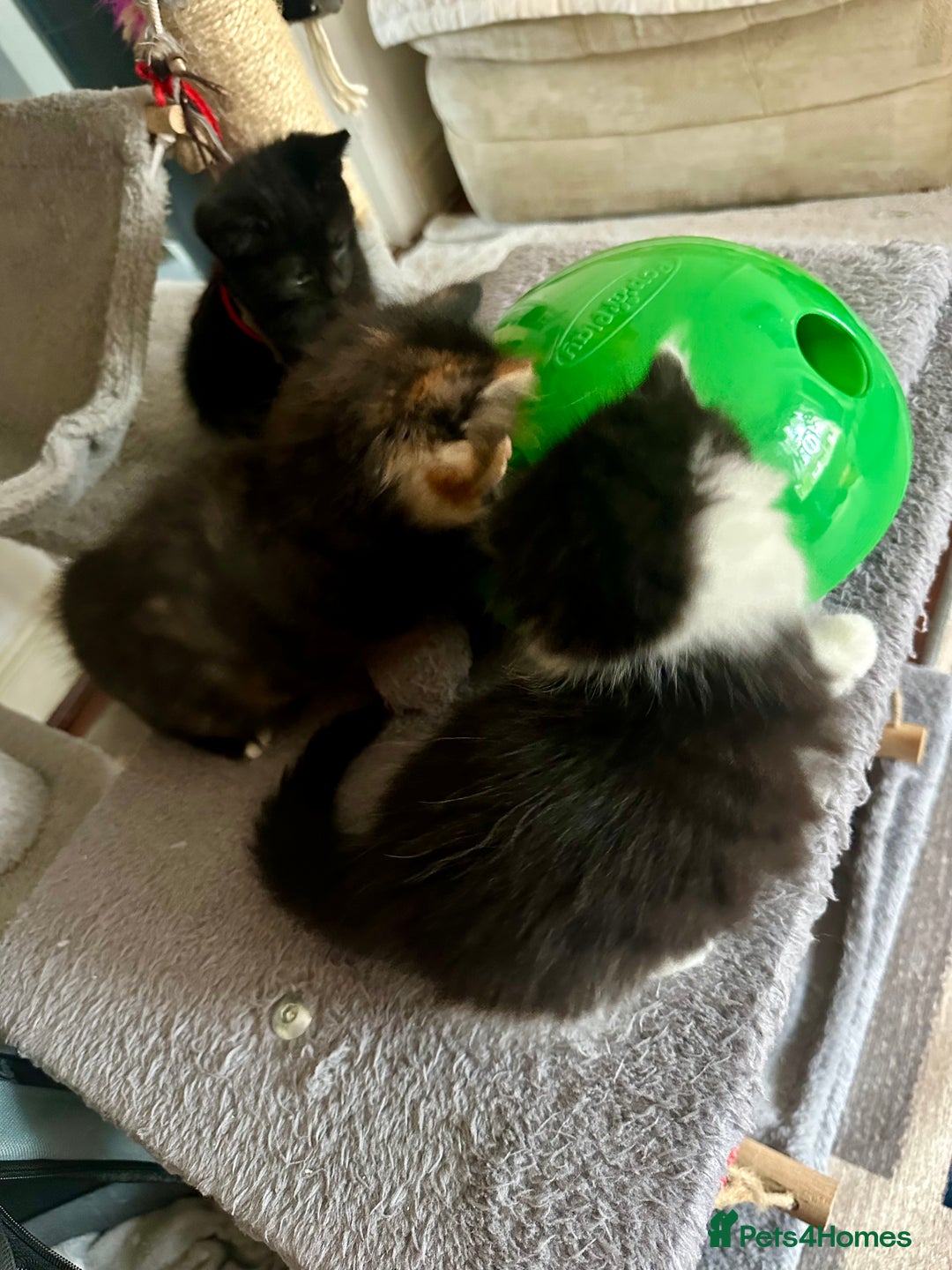Mixed Breed cats for sale: 4 Beautiful Fluffy Kittens 3males & 1female 😻 - Image 7
