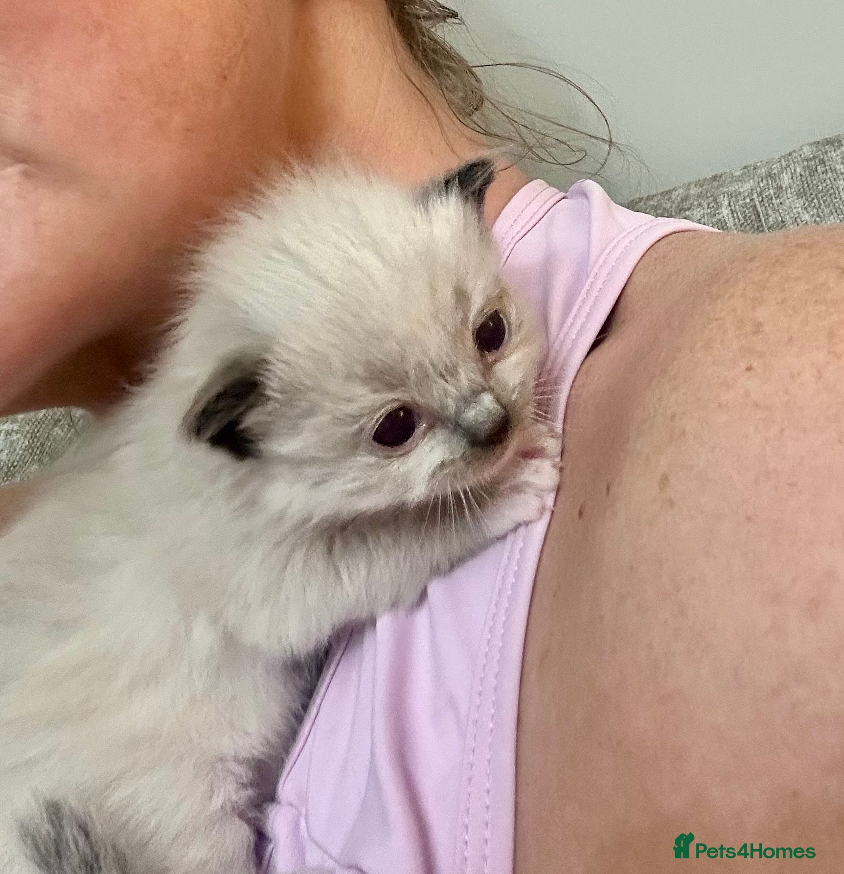 Ragdoll cats 🎀GCCF bi/point champion sired ragdolls 🎀 - Advert 1