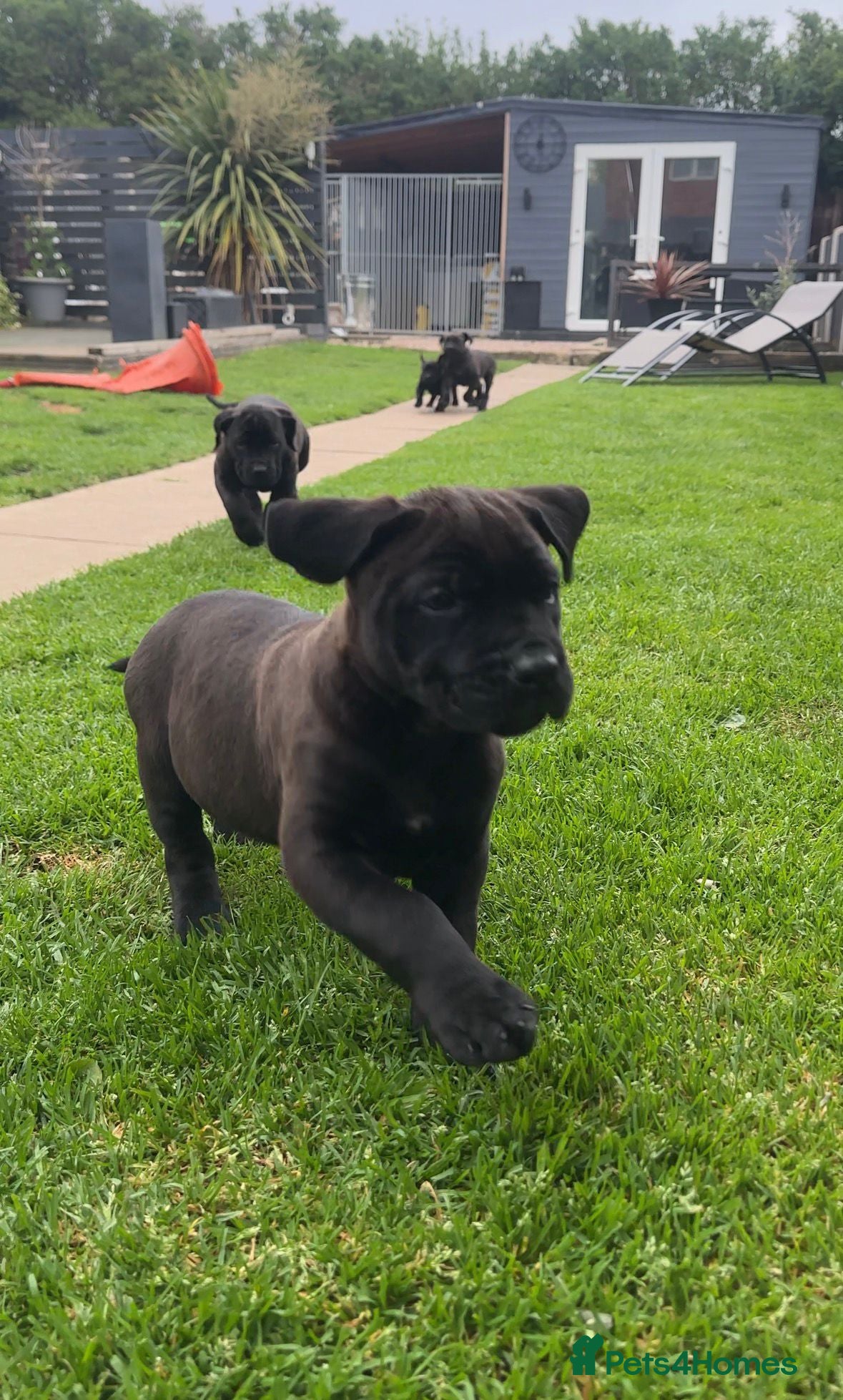 Presa Canario dogs STUNNING BLACK PRESA CANARIO PUPS 5 BOYS 1 GIRL - Advert 1
