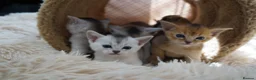 Abyssinian cats for sale: Stunning Usual Silver and Ruddy Kittens - Advert 6