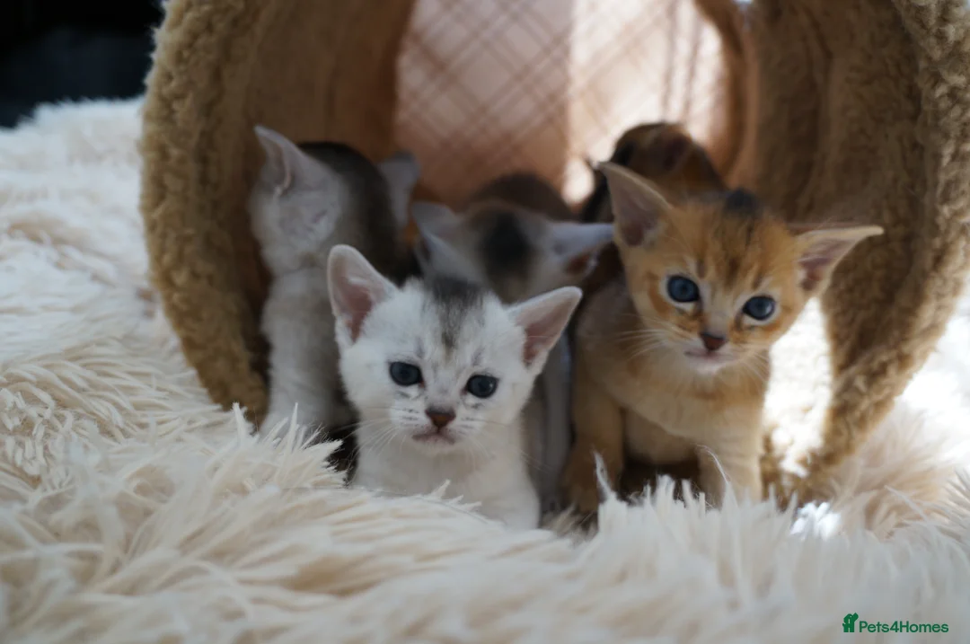 Abyssinian cats for sale: 1 usual silver & 1 usual currently available ✨️  - Advert 1