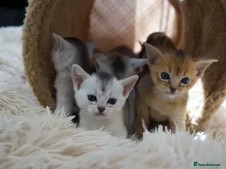 Abyssinian cats for sale: 1 usual silver & 1 usual currently available ✨️ - Advert 2