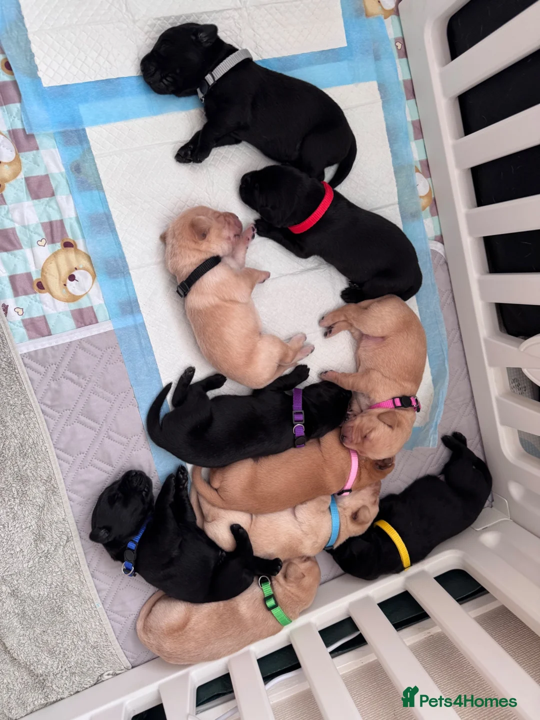 Labrador Retriever dogs for sale: Labrador puppies for sale. 5 black & 5 golden.  in Bradford - Advert 5