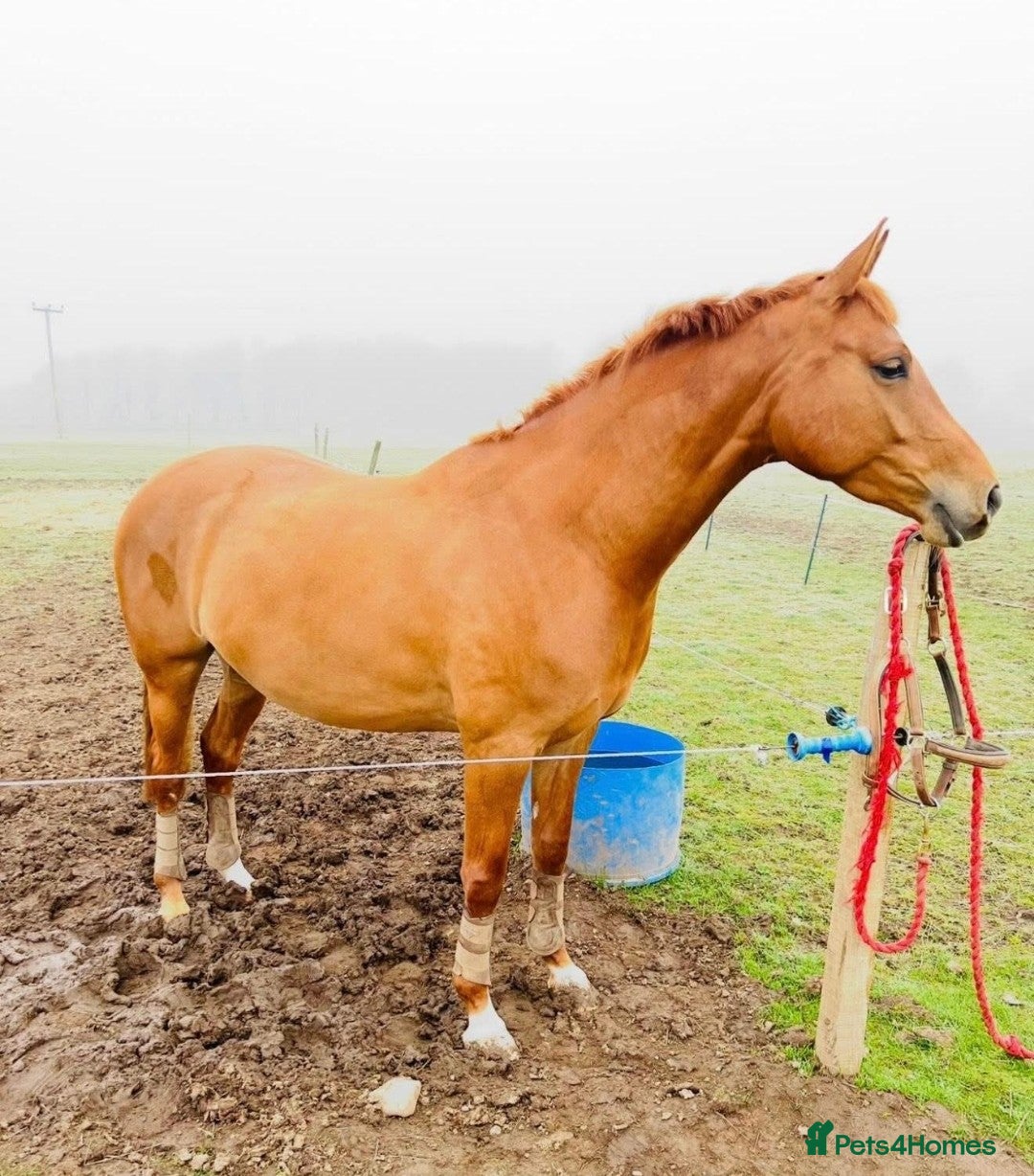 Belgian Warmblood horses  Quality Broodmare – 9yo 15.2hh Chestnut Mare   - Advert 2