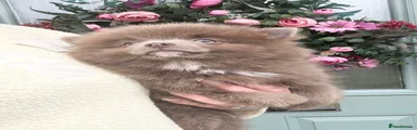 Pomchi 1