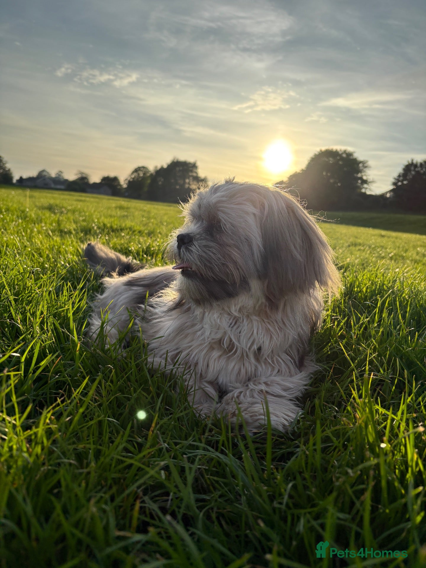 Shih Tzu dogs Mr Drake - Advert 16