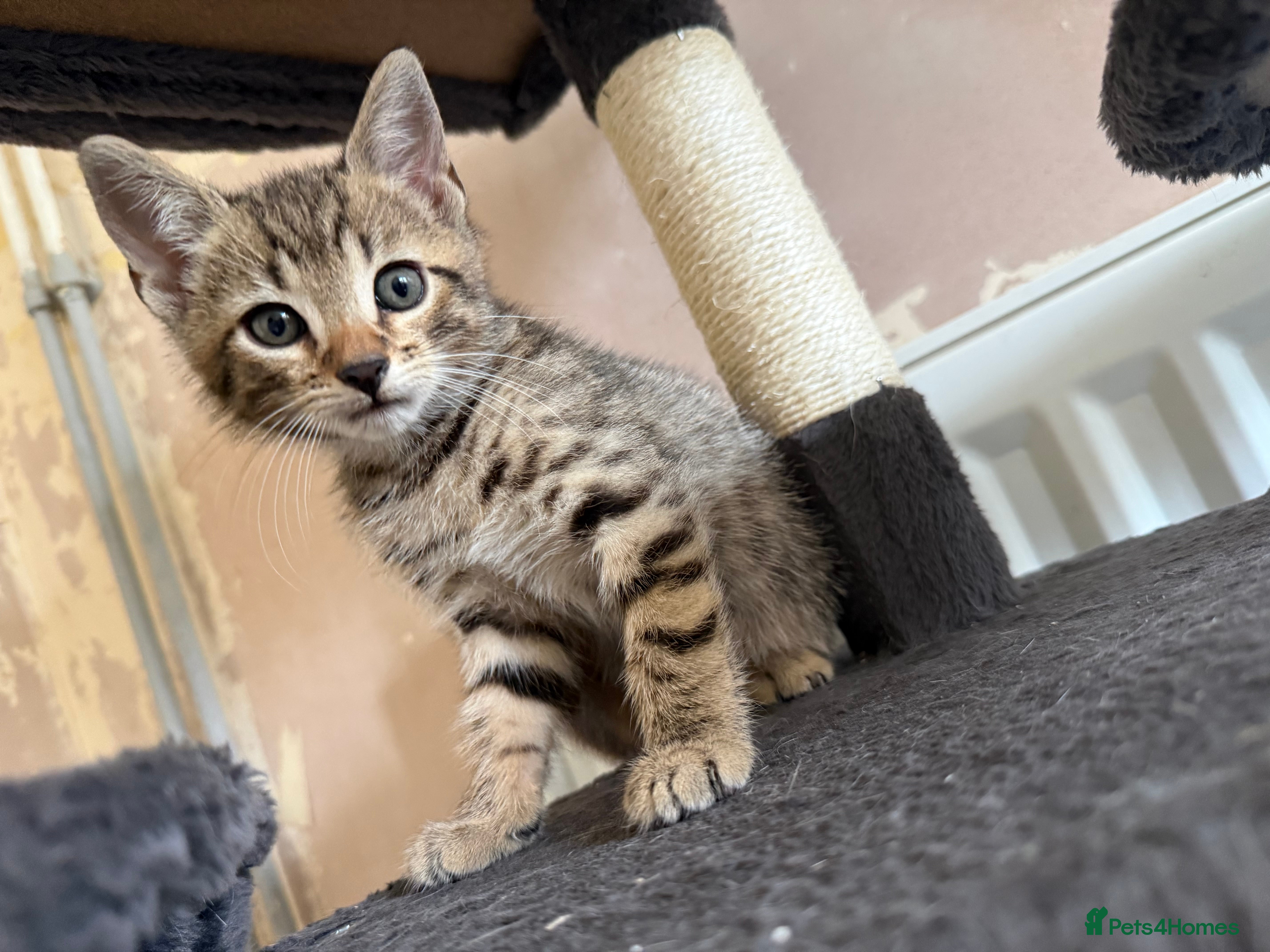 Bengal cats for sale: 1 female kitten available  - Advert 2