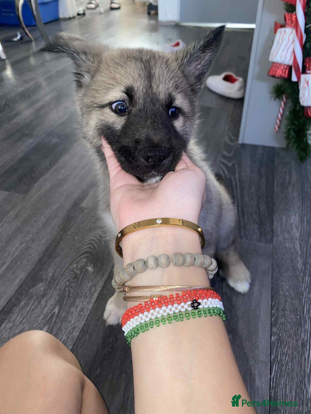 Huskita dogs for sale: ❤️huskey/ akita - Advert 3