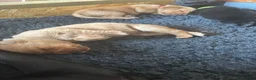 Labrador Retriever dogs for sale: Labrador puppies black and fox red for sale in Nottingham - Advert 6
