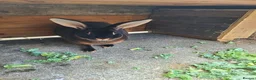 Rex rabbits for sale: Black Rex otter in Bishop Auckland - Advert 4