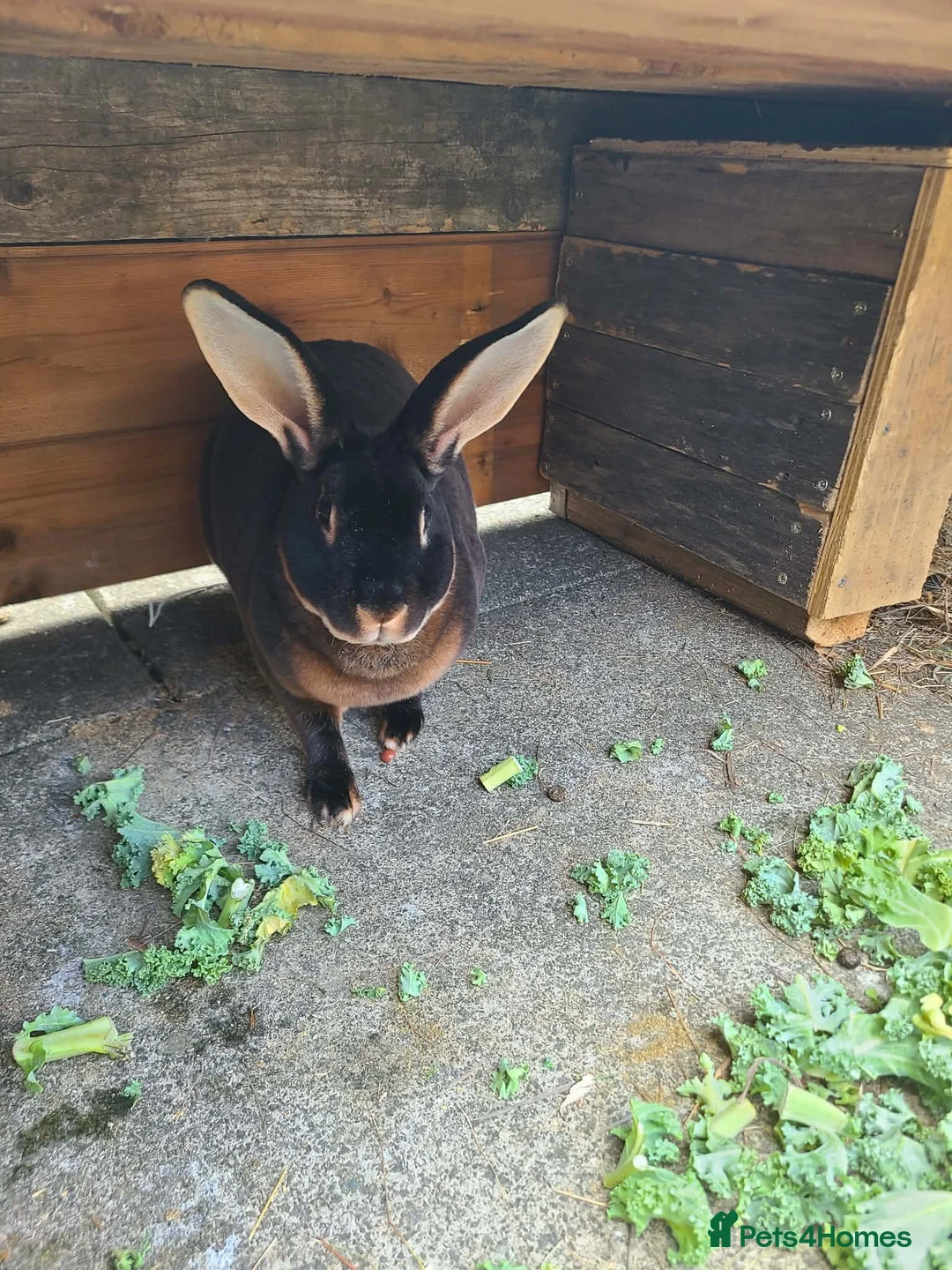 Rex rabbits for sale: Black Rex otter in Bishop Auckland - Advert 4
