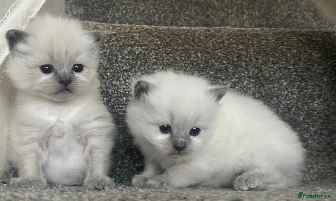 Ragdoll cats for sale: Ragdoll kittens for sale  - Advert 1