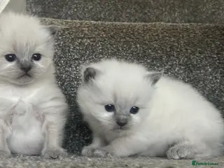 Ragdoll cats Ragdoll kittens for sale - Advert 7