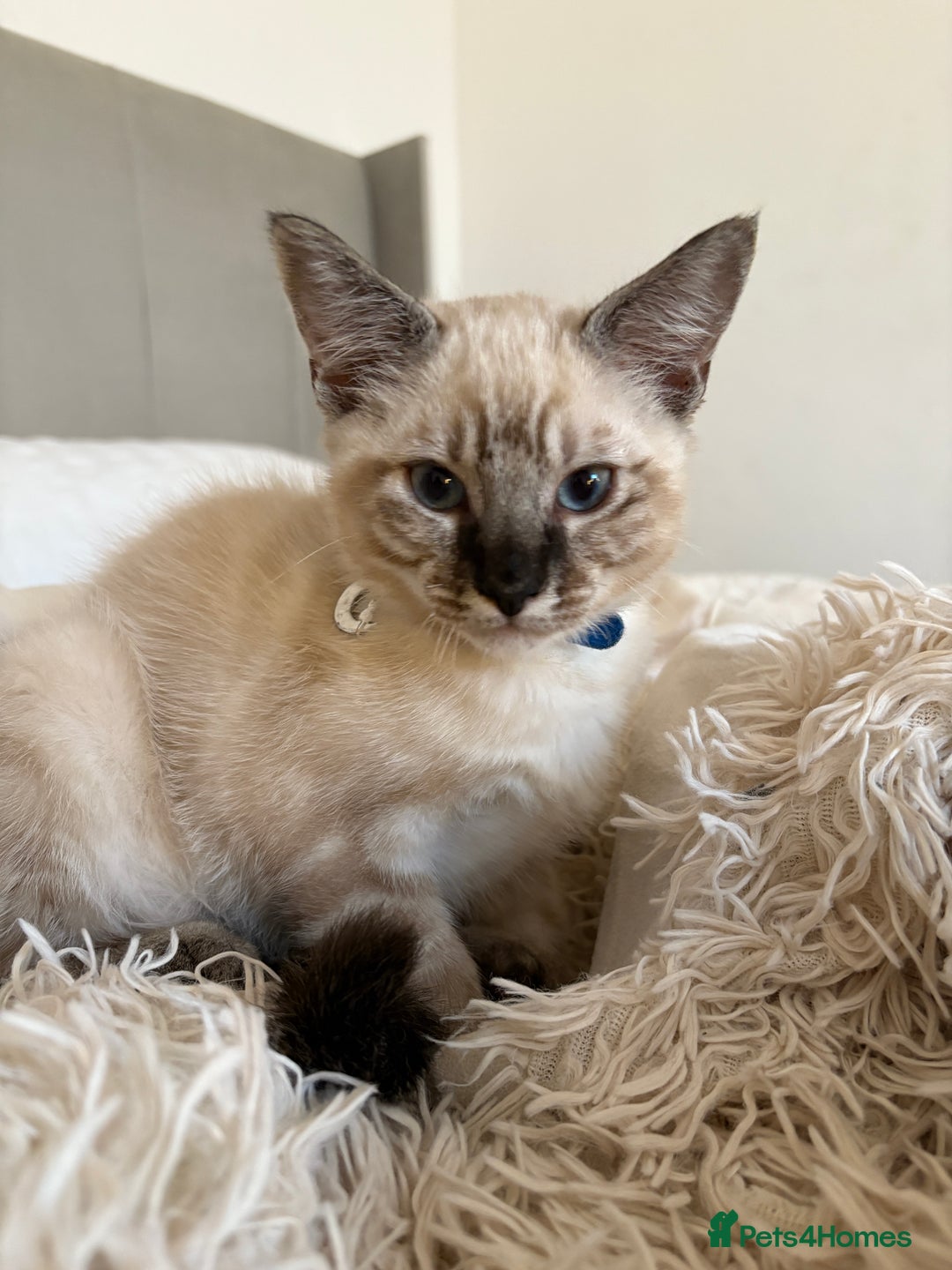 Ragdoll cats for sale: Adorable male kittens looking for loving homes - Image 9