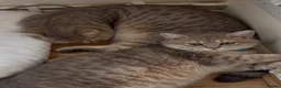 British Shorthair cats for sale: 6 Pedigree British Shorthair Champion lines in London - Advert 17