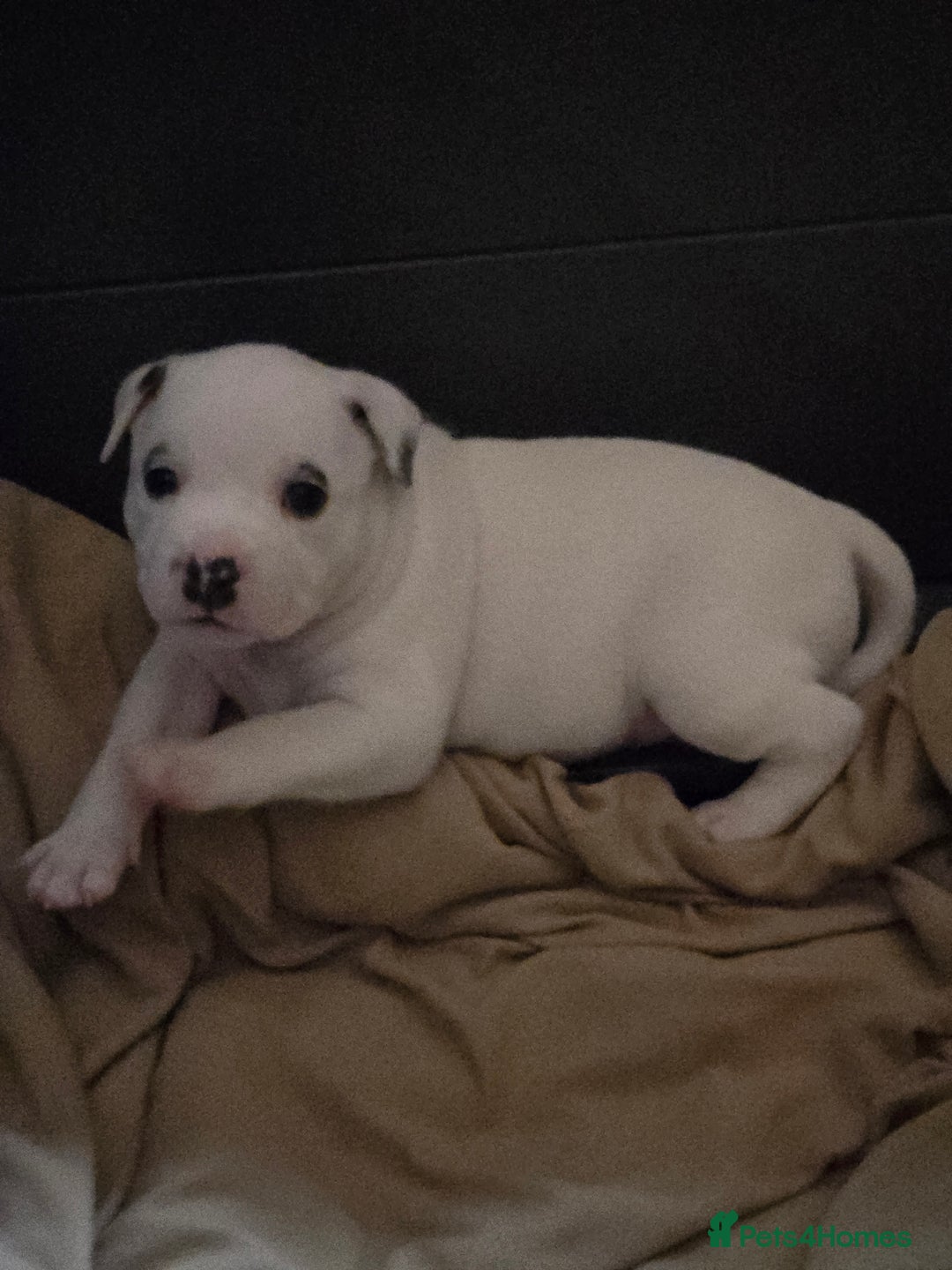 Staffordshire Bull Terrier dogs for sale: VERY RARE WHITE BLUE PIED & BLUE/WHITE SBT'S - Image 11