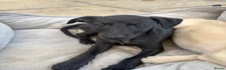 Whippet dogs for sale: Stunning KC whippet girl puppy  - Advert 24