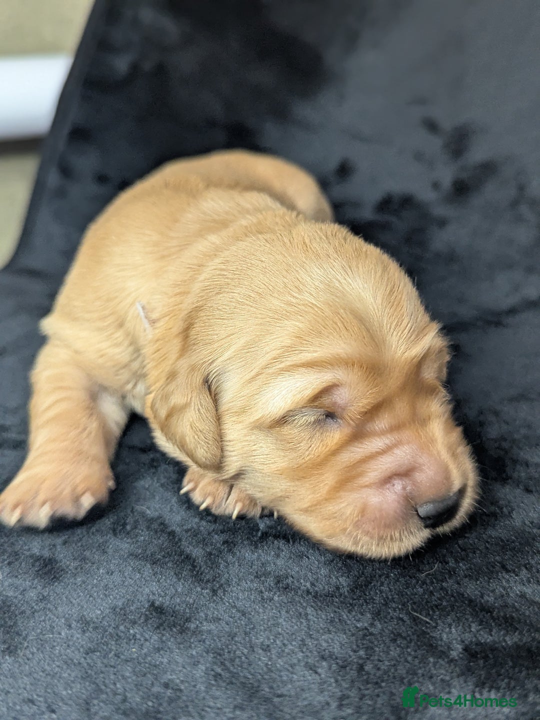 Golden Retriever dogs for sale: KC Registered Golden Retriever Puppies  - Advert 29