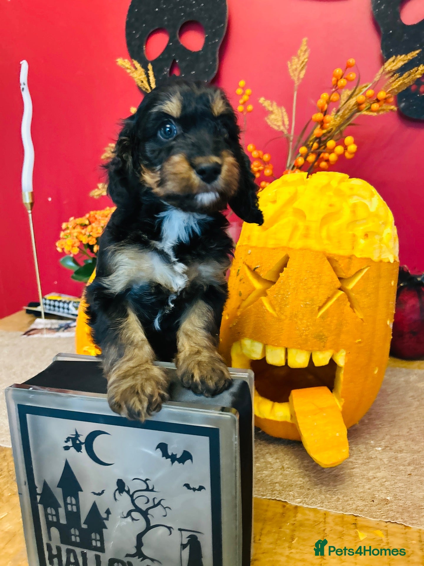 Cockapoo dogs for sale: Beautiful Cockapoo Puppies  - Advert 2