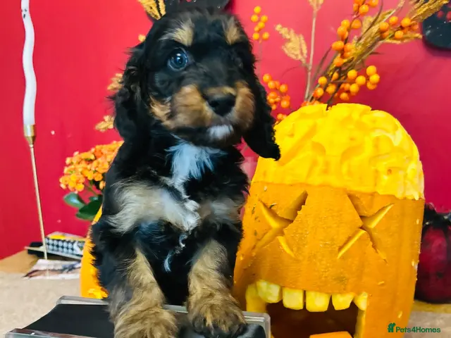Cockapoo dogs for sale: Beautiful Cockapoo Puppies - Advert 2