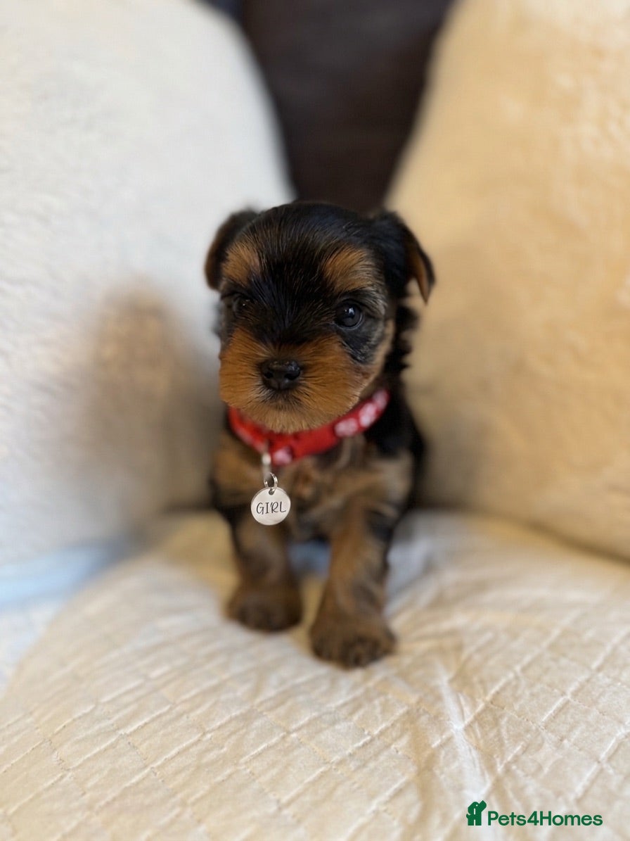Yorkshire Terrier dogs Outstanding Pedigree Yorkshire Terrier Puppies ❤️ - Advert 2