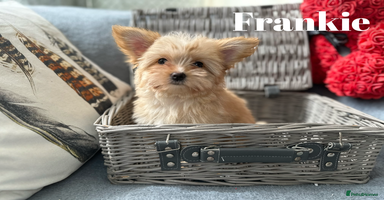 Yorkshire Terrier dogs - Advert 5