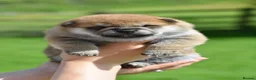 Japanese Shiba Inu dogs for sale: Exceptional Japanese Shiba Inu Puppies - Advert 12