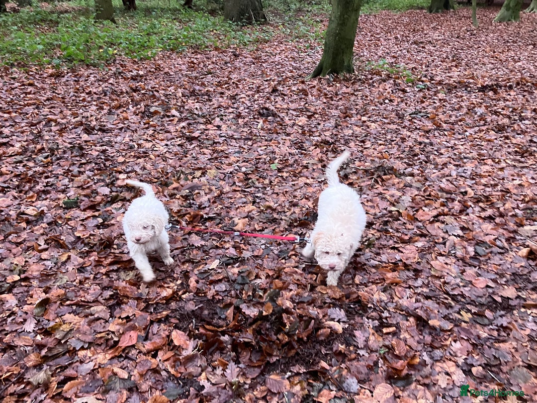 Lagotto Romagnolo dogs for sale: Stunning Litter of Pedigree Lagotto Romagnolo Pups - Advert 24