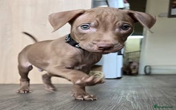 Mixed Breed dogs for sale: Staff cross pups - Image 3
