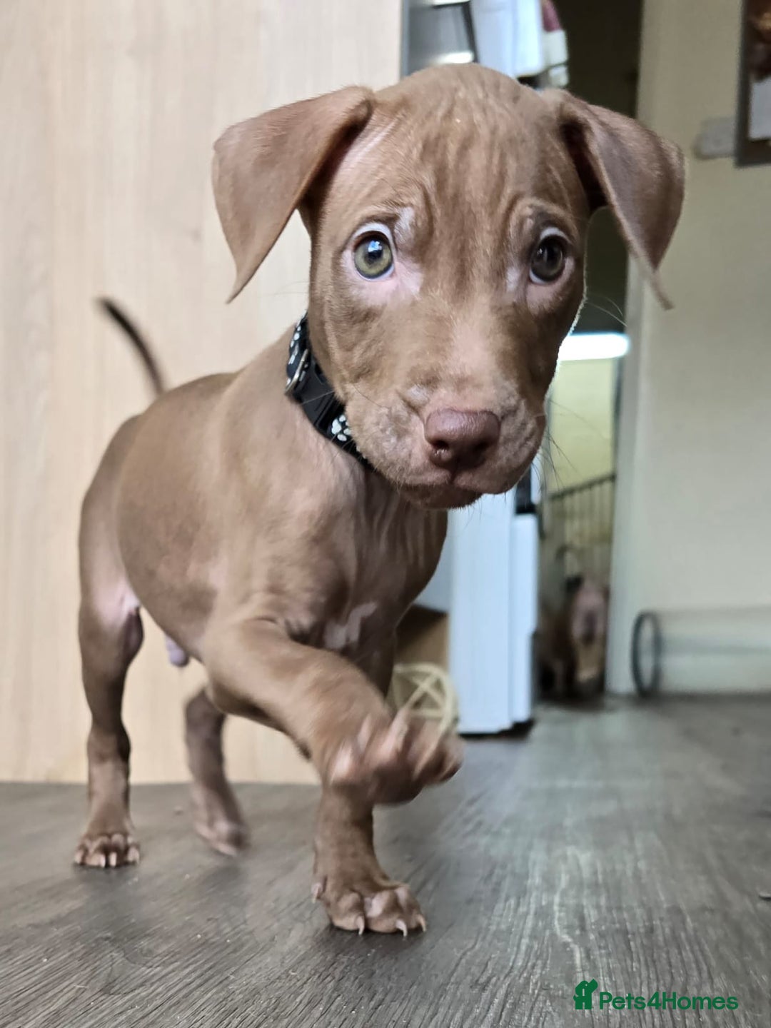 Mixed Breed dogs for sale: Staff cross pups - Image 3