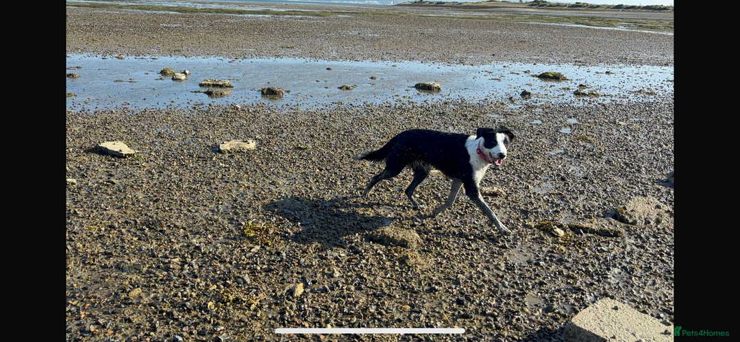 Border Collie dogs for sale: 10 month old border collie puppy ❤️ - Image 5