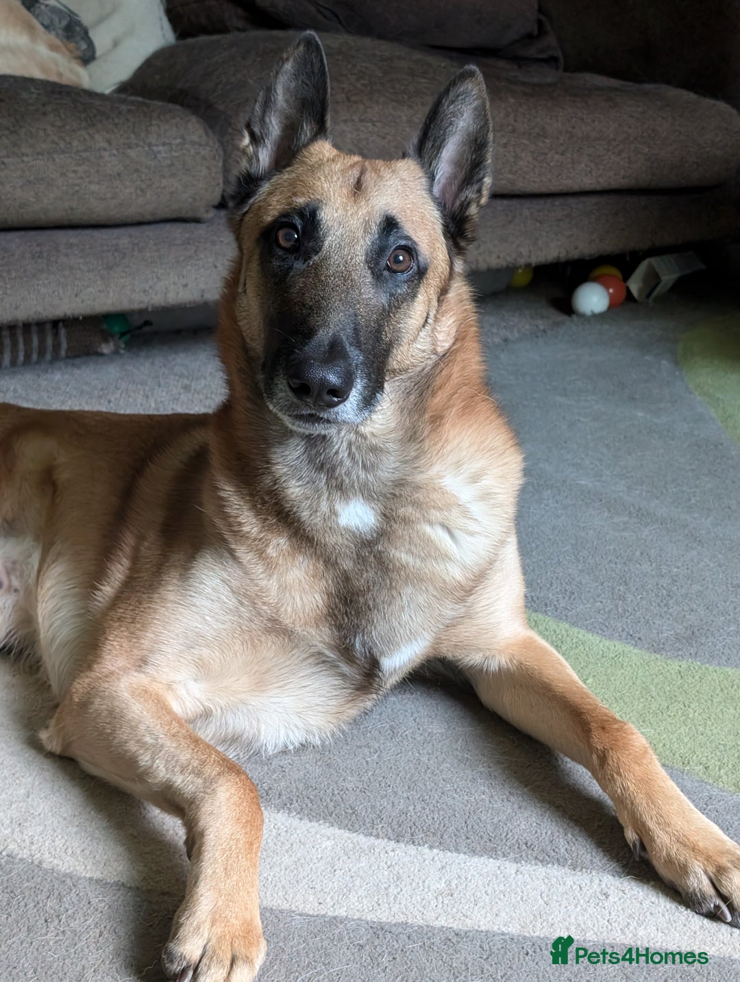 Belgian Shepherd Dog dogs for stud: Proven, KC, BSD malinois stud. HEALTH TESTED in Treorchy - Image 8