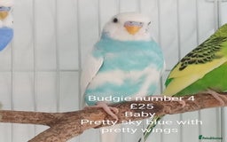 Budgerigars birds for sale: Budgies - babies, adults & pairs available/ - Image 8