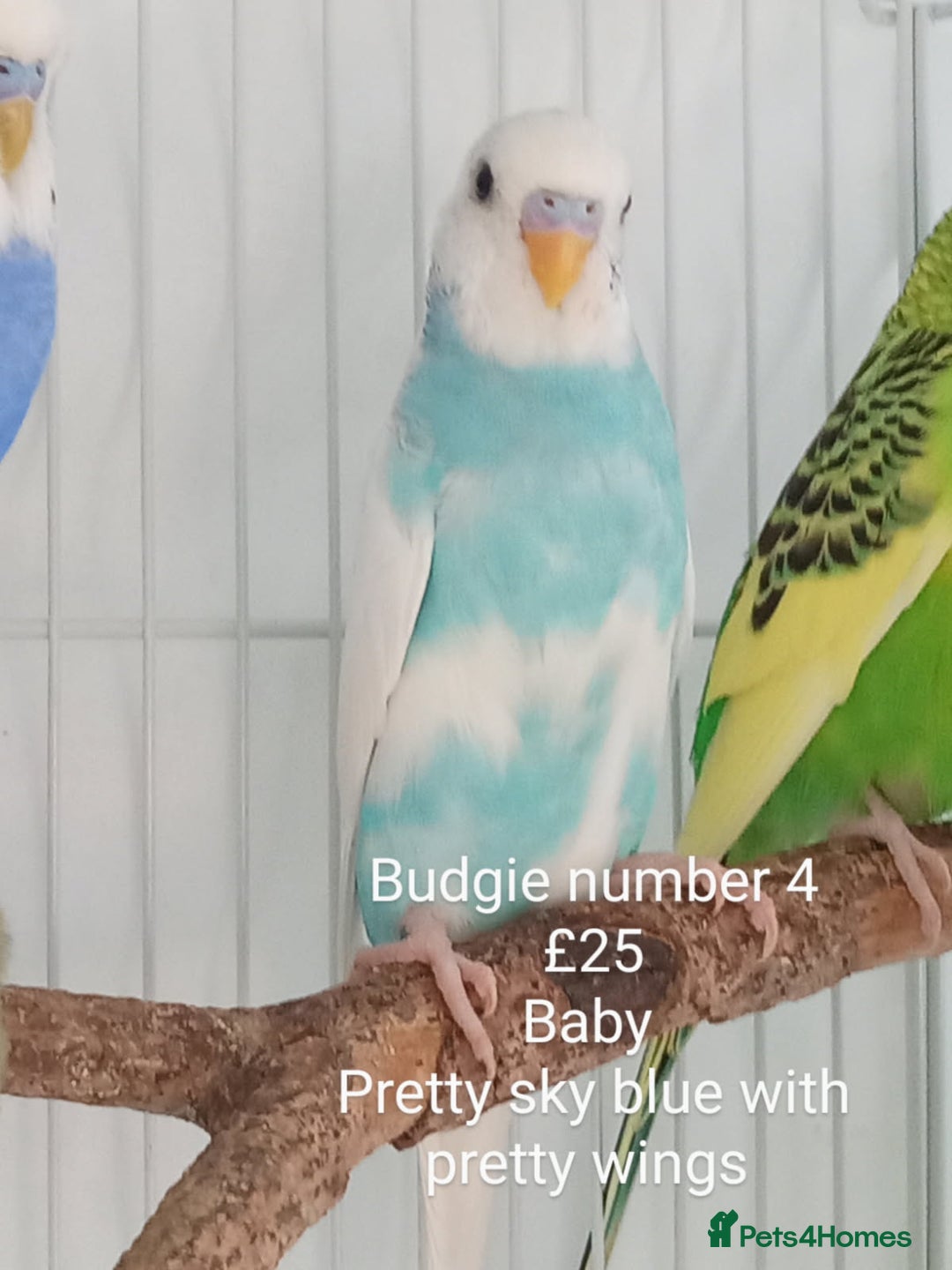 Budgerigars birds for sale: Budgies - babies, adults & pairs available/ - Image 8