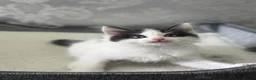Ragdoll cats for sale: Beautiful Ragdoll Kittens  - Advert 21