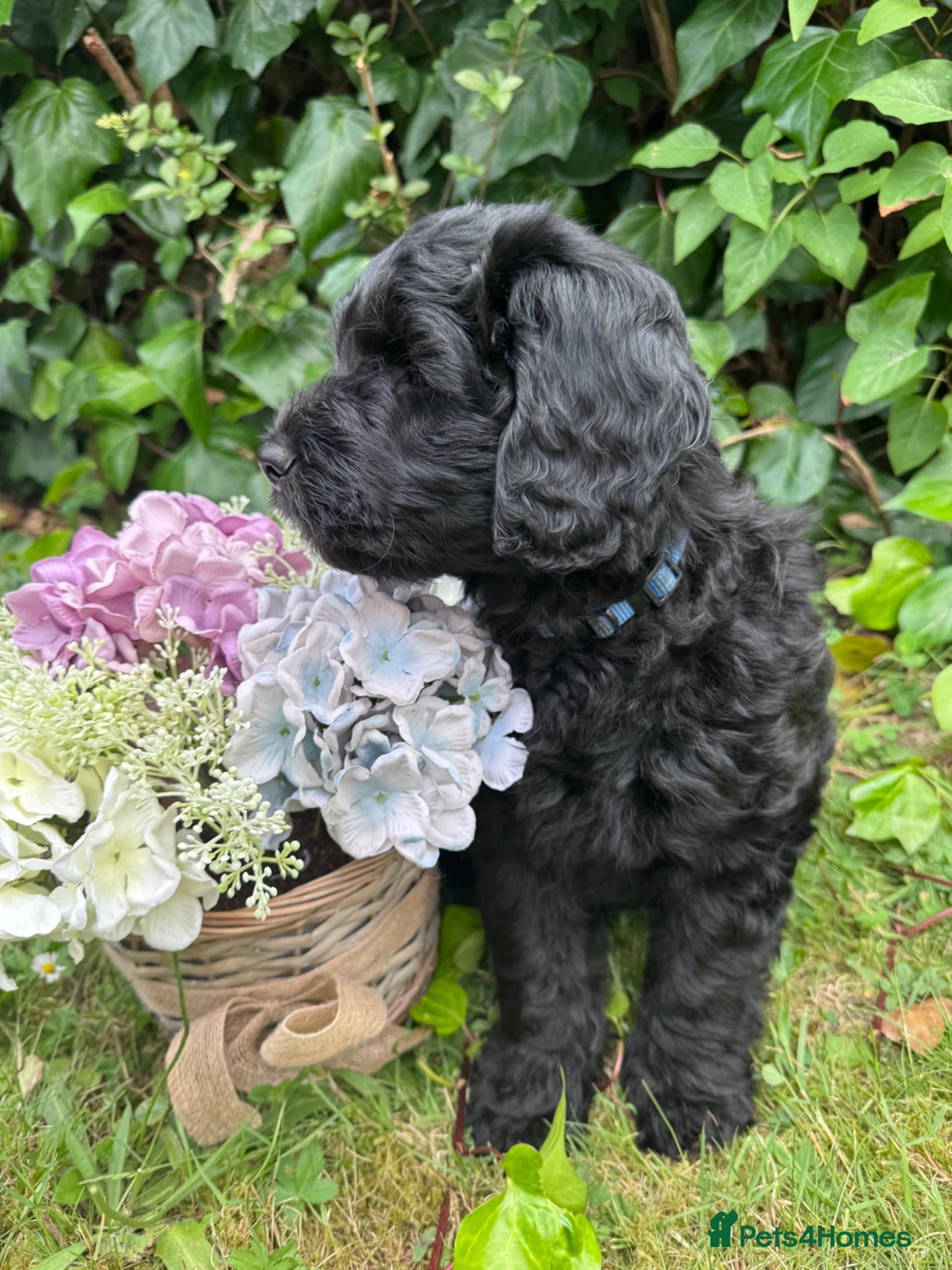 Mini Goldendoodle dogs F1 Mini Goldendoodles  *READY NOW* - Advert 2