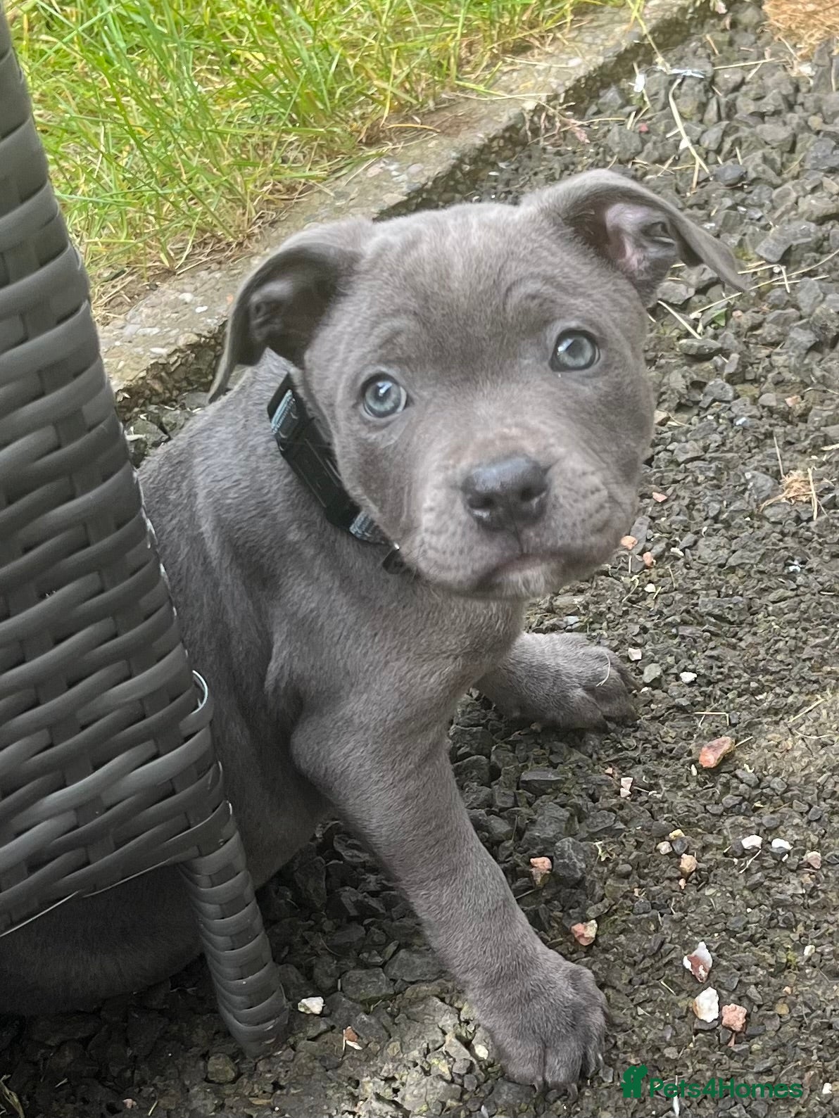 Staffordshire Bull Terrier dogs Blue Staffordshire bull terrier male pup  - Advert 1