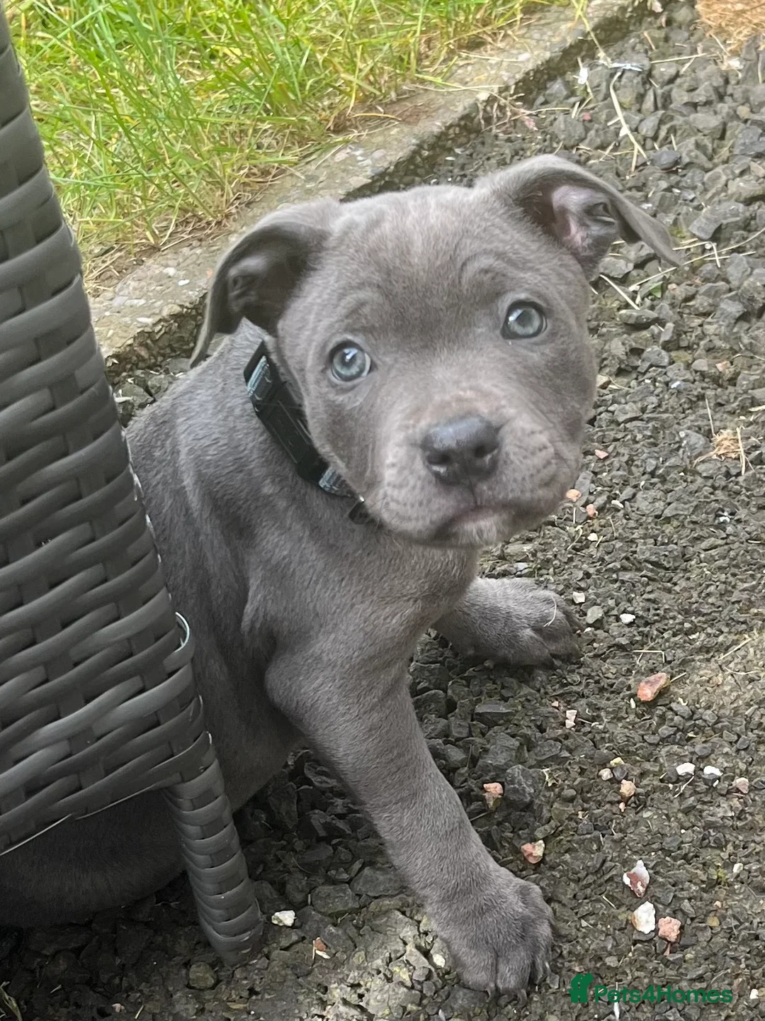 Staffordshire Bull Terrier dogs for sale: Blue Staffordshire bull terrier male pup  - Advert 1