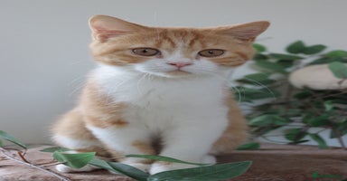 British Shorthair cats in Feltham - Advert 14