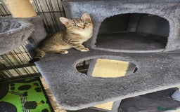 Mixed Breed cats for sale: Kittens  - Image 4