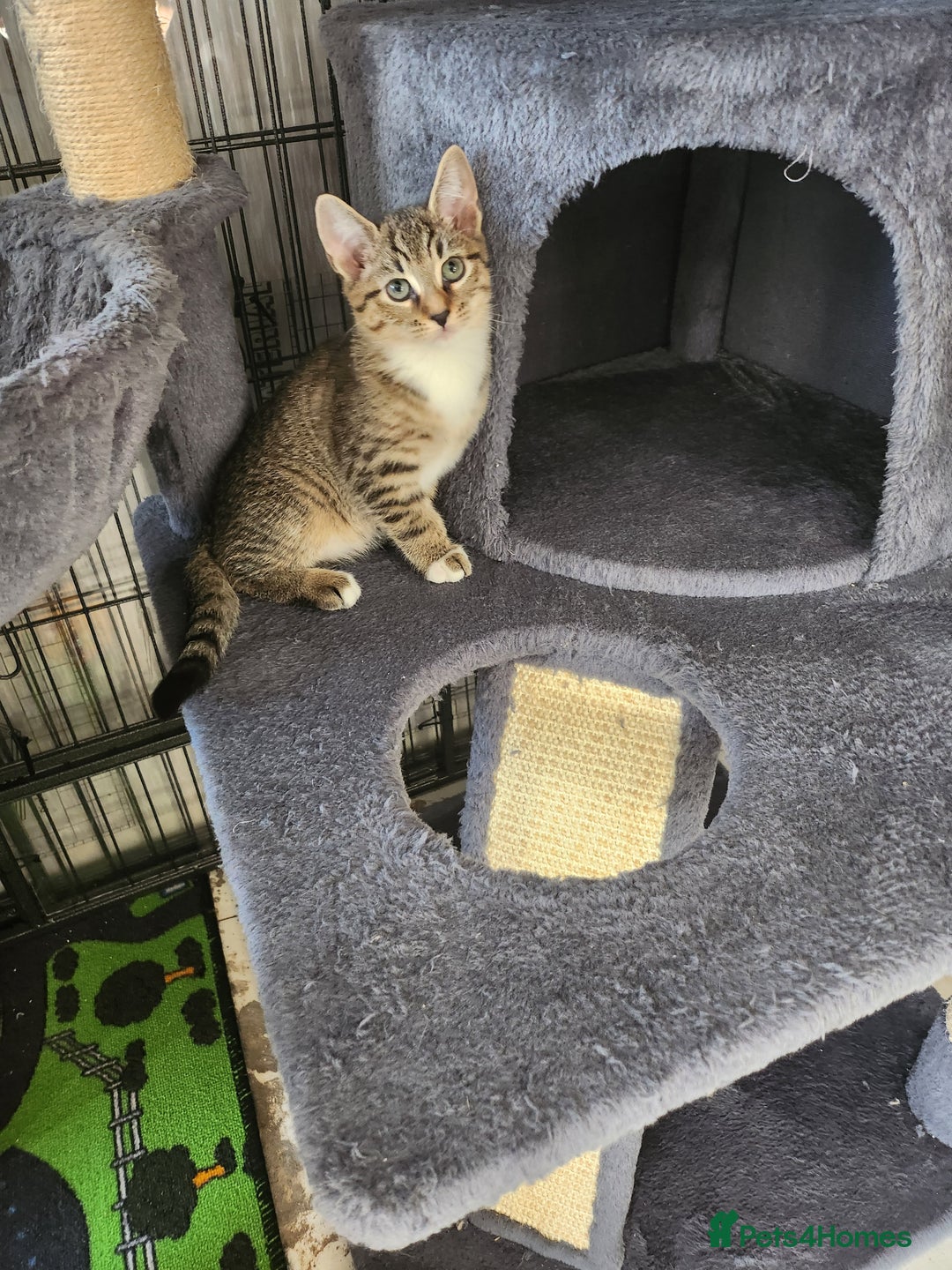 Mixed Breed cats for sale: Kittens  - Image 4