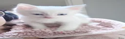 Mixed Breed cats for sale: Pure white kittens - Advert 4