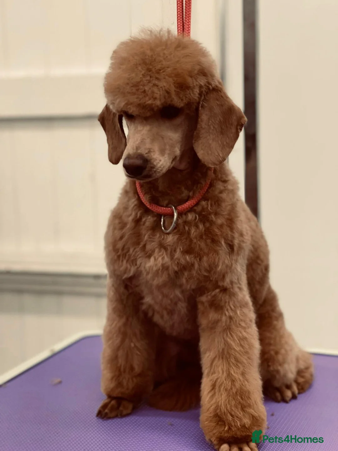 Cockapoo dogs for sale: F1 Cockapoos - health tested parents  - Advert 7