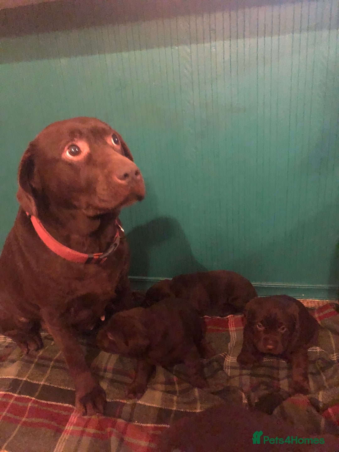 Labrador Retriever dogs for sale: Stunning chunky chocolate Labrador puppies  - Advert 7