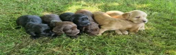 Cocker Spaniel dogs for sale: KC Cocker spaniel pups  in Carnforth - Advert 5