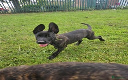 Belgian Shepherd Dog dogs for sale: Dutch Pure Bred Shepherd Puppies  - Image 1