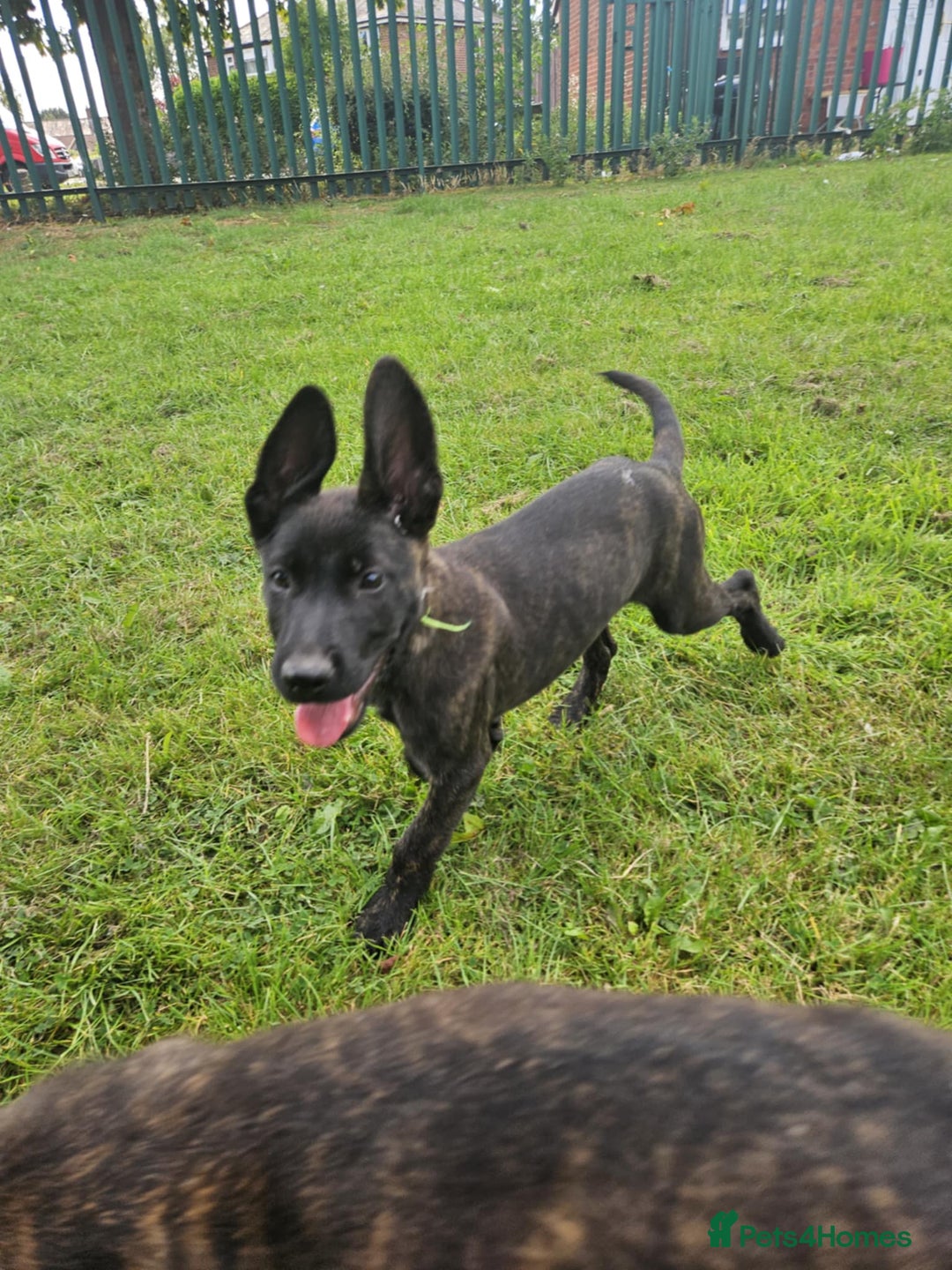 Belgian Shepherd Dog dogs for sale: Dutch Pure Bred Shepherd Puppies  - Image 1