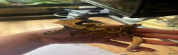 Gecko reptiles for sale: Male Tiger stripe crested gecko - Advert 4